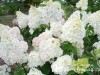 Hortenzija šluotelinė ,Diamantino' (lot. Hydrangea paniculata)